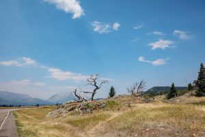Hillcrest SpringBreak Flower Farm Frank Slide Crowsnest Pass Wedding photography photographer Greenhouse Calgary