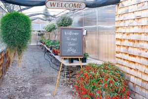 Nathalie Terekhova Calgary Wedding photographer Hillcrest SpringBreak Flower Farm Frank Slide Crowsnest Pass Wedding photography photographer Greenhouse Calgary