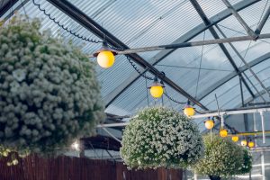 Hillcrest SpringBreak Flower Farm Frank Slide Crowsnest Pass Wedding photography photographer Greenhouse Calgary